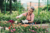 Beautiful woman gardening, working at the garden center arranging plants at the shelf. Stock photo