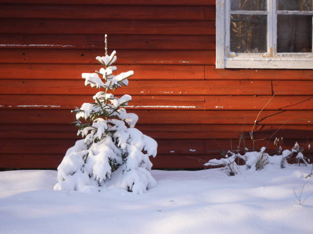 a small fir tree in front of a building during winter