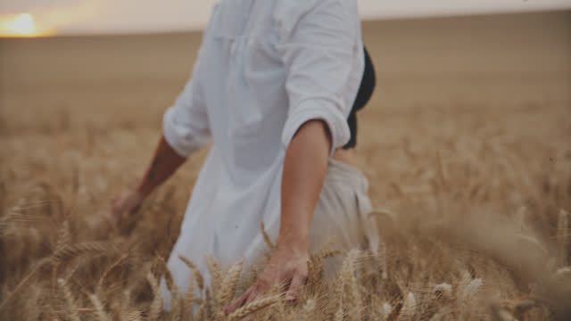 SLO MO Woman Caressing the Crops While Strolling Through Golden Wheat Fields During Sunset
