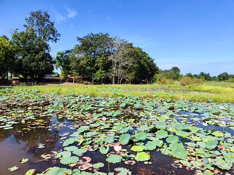 Lotus lake at the Ta Mok's House in Anlong Veng district, a house once owned by former Khmer Rouge Commander Ta Mok. From 1979 until late 1997, this area was organized and controlled by the Khmer Rouge armies.
