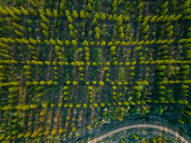 istock Reforestation after industrial use, seen from above 1939775383