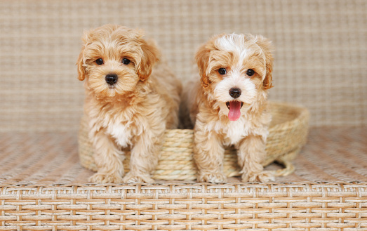 Cute puppies of the Maltipoo breed are resting in the arms of a girl on beautiful home. Beloved pet in the natural atmosphere.