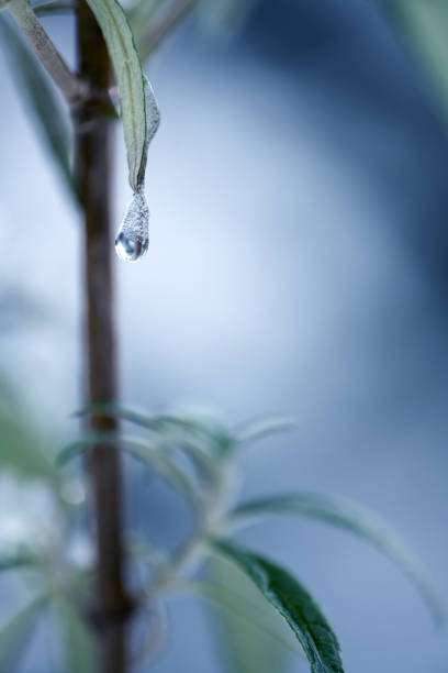 Close up of melting ice dripping from leaf