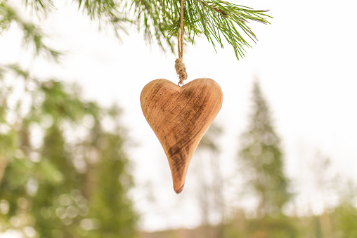 Wooden heart Pine branch in winter snow close up. Snow fir branch in forest. a symbol of romantic love in the snow on a spruce branch, Valentine's Day concept.Copy space.