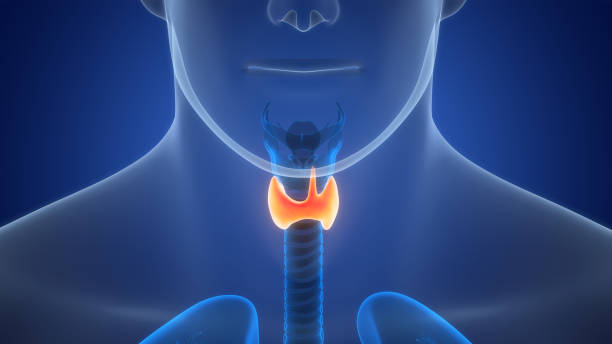 istock Human Body Glands Thyroid Gland Anatomy 1939807301