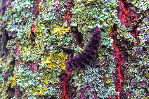 Butterfly caterpillar crawls over lichens, The nine-spotted moth or yellow belted burnet (Amata phegea, Syntomis phegea)