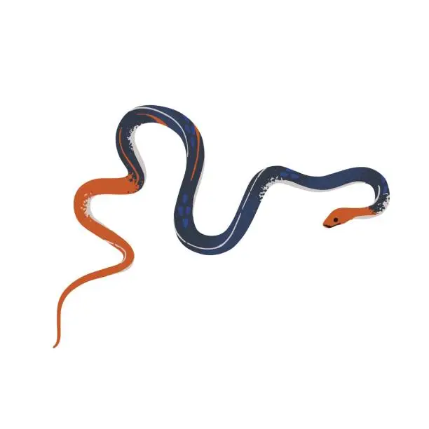 Vector illustration of Red headed krait. Tropical poison snake with bright head, tail, black body. Venomous serpent, exotic reptile, dangerous animal. Rainforest fauna. Flat isolated vector illustration on white background