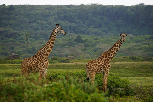 istock african wilderness, giraffe 1939849386