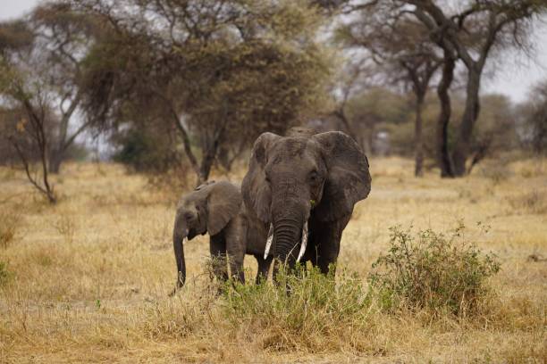istock african wildlife, elephants 1939851417