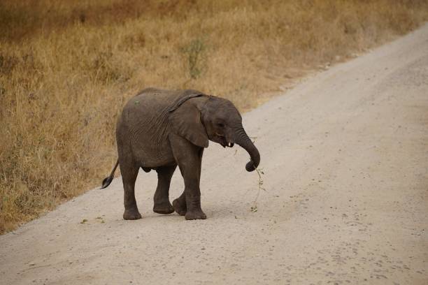 istock african wildlife, baby elephant 1939851420