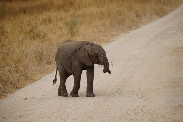 istock african wildlife, baby elephant 1939851688