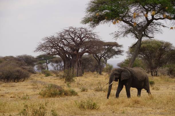 istock african wildlife, elephants 1939851940