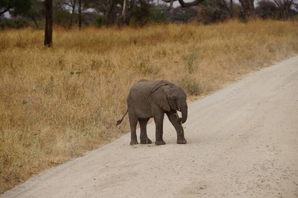 istock african wildlife, baby elephant 1939851952