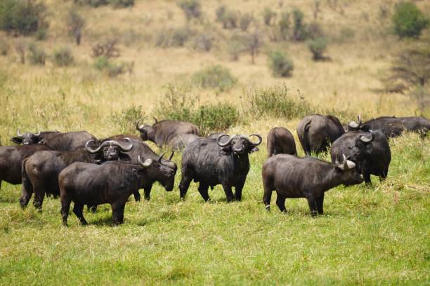 istock african wildlife, herd of cape buffaloes 1939851960