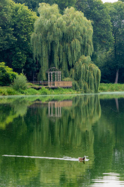 Gazebo on the lake under a willow tree. Green colours. Refleсtion.