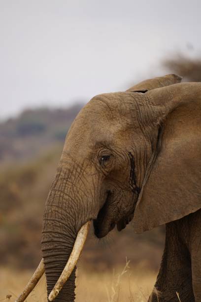 istock african wildlife, elephant, grassland 1939853023
