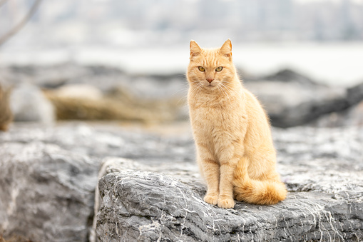 Ginger stray cat is standing on the rock.
Istanbul - Turkey.