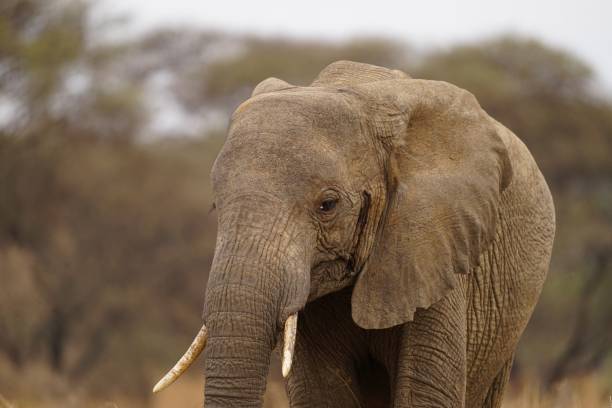 istock african wildlife, elephant, grassland 1939853561