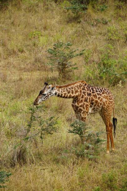 istock african wildlife, giraffe 1939855715