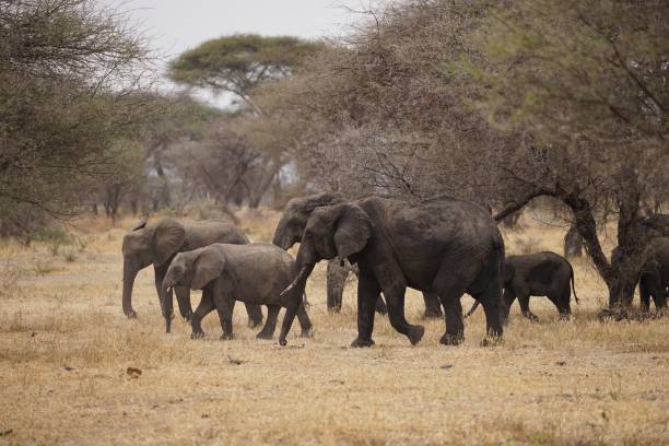 istock african wildlife, african elephants 1939855739