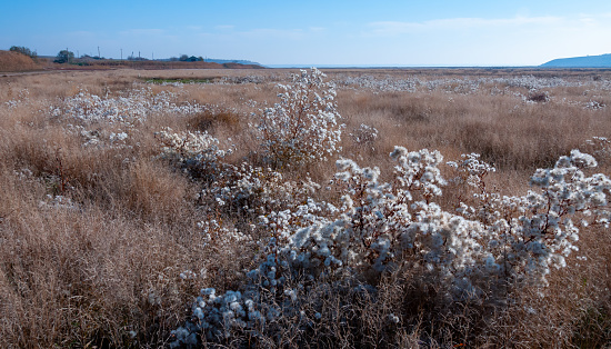 Valley of the Tiligul estuary with salt marshes, drying Aster tripolium plants with seeds and fluff, Ukraine