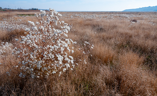 Valley of the Tiligul estuary with salt marshes, drying Aster tripolium plants with seeds and fluff, Ukraine