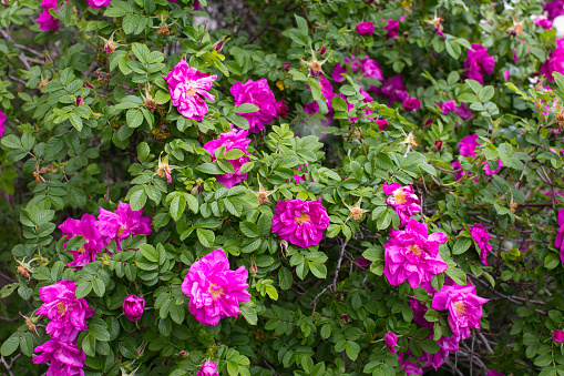 A pair of blooming beach roses (rosa Rugosa) along a Cape Cod pathway.