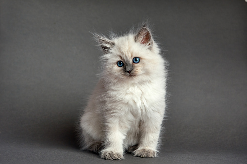 Cute fluffy kitten against gray background. Space for text.
