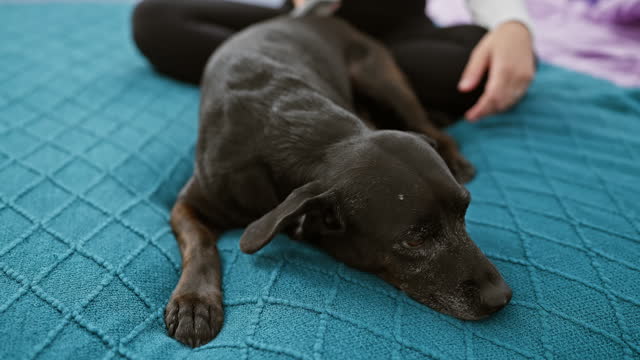 A woman brushes her elderly black labrador on a quilted bedspread in a cozy bedroom setting.