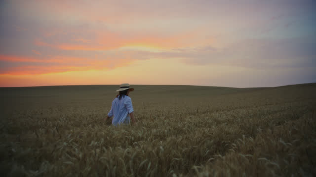SLO MO Woman Gracefully Walking in a Picturesque Wheat Field at Sunset
