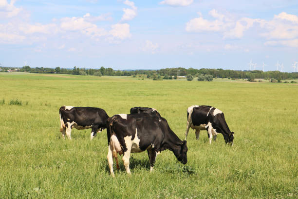 istock Cattle Farm in Northern Germany 1939891194