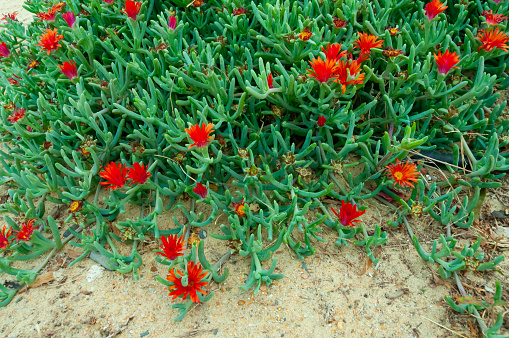 (Malephora crocea) groundcover ornamental plant with red flowers near a hotel in Marsa Alama, Egypt