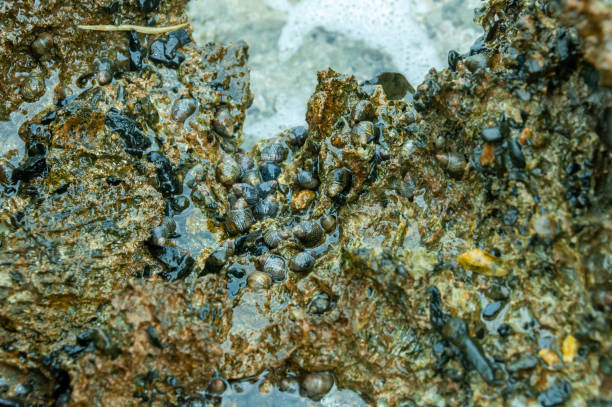 istock Small gastropods on a stone at low tide on the Red Sea coast, Egypt 1939891728