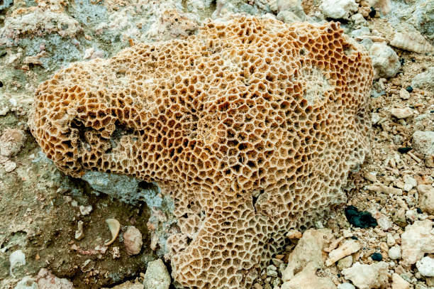 istock Calcareous skeleton of dead corals. Marsa Alam, Abu Dabab, Egypt 1939891731