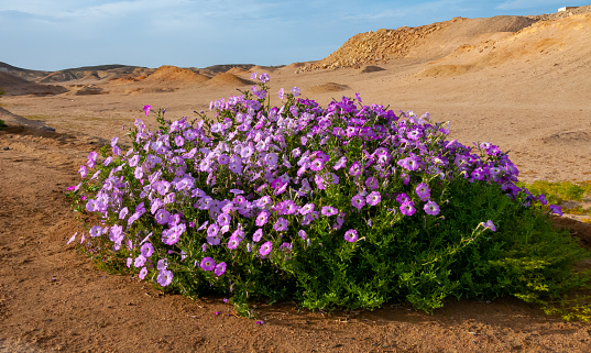 Flowering petunias near palm trees, decoration with plants along the road in Egypt, Marsa Alam