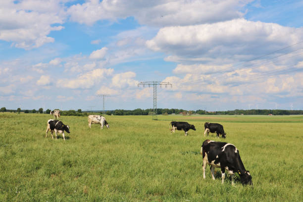 Cows graze peacefully in the lush green grass of Ireland, adding to the idyllic charm of the country's picturesque rural landscape.