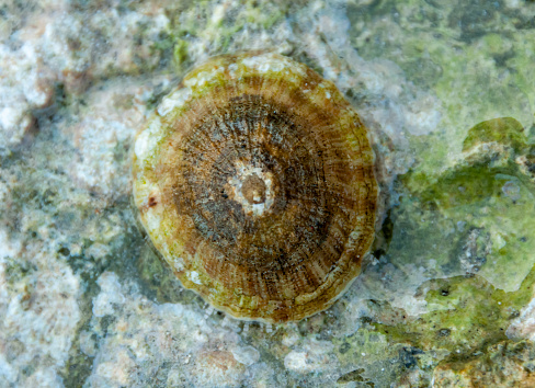 Mollusk (Patella sp.)on a stone near the shore in the Red Sea