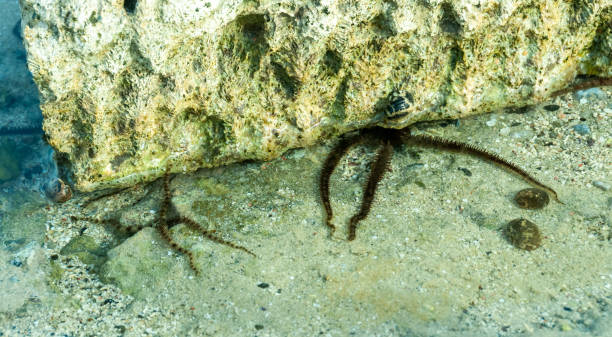 istock Brittle star (Ophiocoma scolopendrina) crawling slowly over rocks at the coral reef, Red Sea, Egypt 1939895533