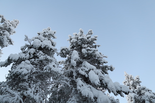 Snowy forest in Lapland during an extremely cold day in Finland, Northern Europe. Frozen tree trunks, snow on the ground and on the trees. No people. Winter hiking in Levi, Lapland.