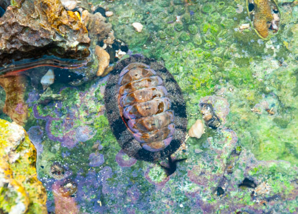 istock Vaillants chiton (Acanthopleura vaillanti), scraping algae from corals. Red Sea, Egypt 1939895546