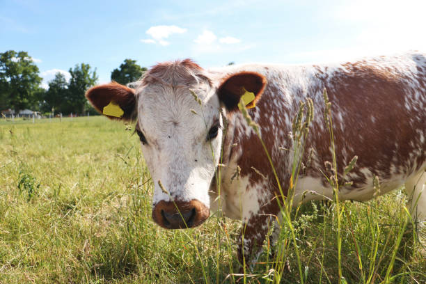 istock Cattle Farm in Northern Germany 1939895550