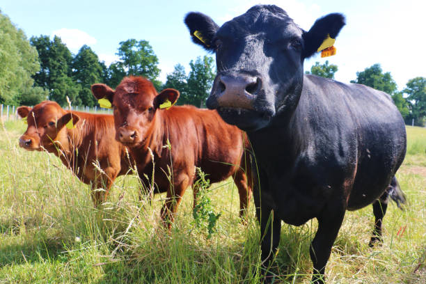 istock Cattle Farm in Northern Germany 1939896612