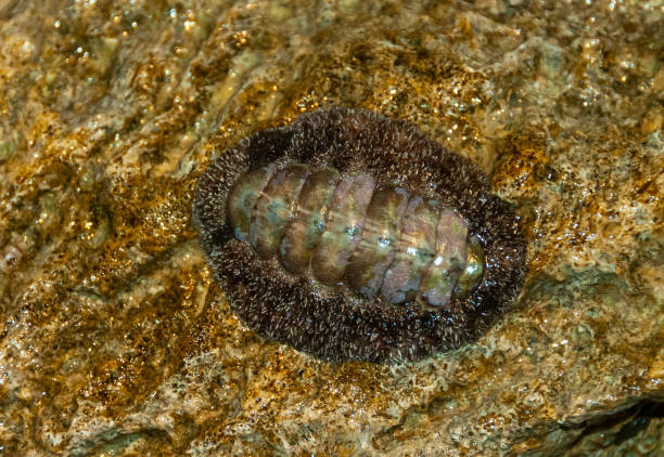 istock Vaillants chiton (Acanthopleura vaillanti), scraping algae from corals. Red Sea, Egypt 1939897160