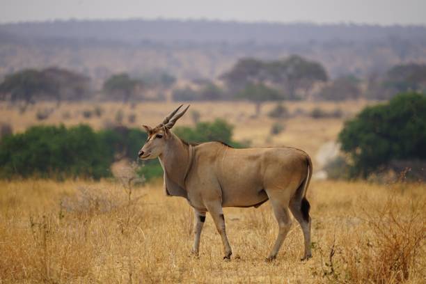 istock african wilderness, eland antelope 1939907661
