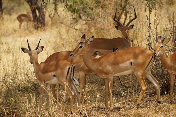 istock african wilderness, group of impalas 1939907989