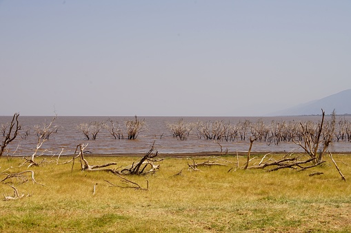 Lake Manyara and its shore, sunburned bush, grass, water