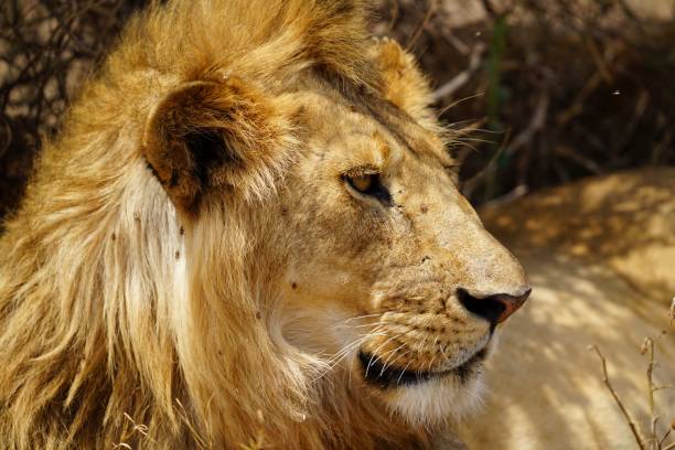 istock african wildlife, male lion 1939908618