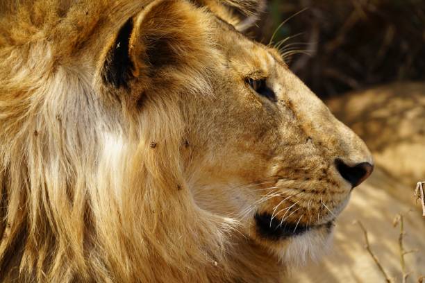 istock african wildlife, male lion 1939908630