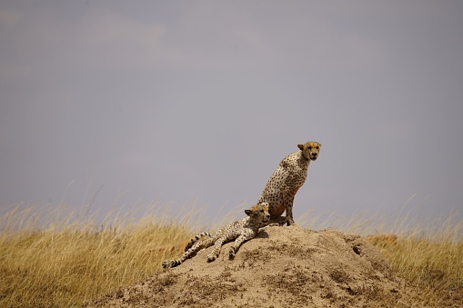 cheetahs resting in african wilderness