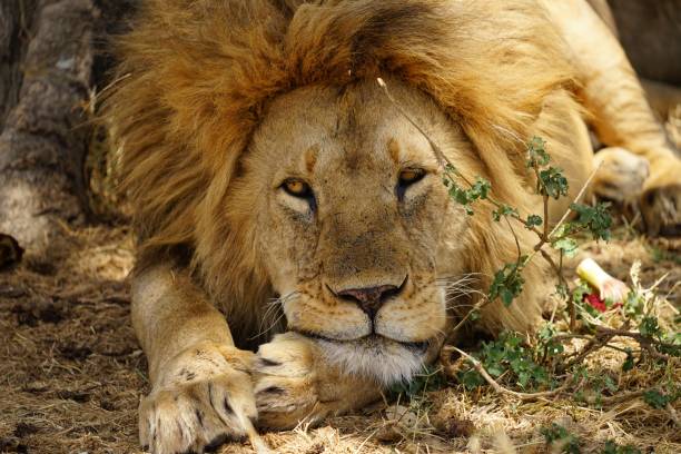 istock african wildlife, male lion 1939909811
